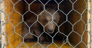 Medved koji je prema tvrdnjama vlasnika prihvatilišta ostavljen ispredkapije prihvatilišta u Gornjim Mrkama