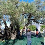 Utvrđen Nacrt plana upravljanja spomenikom prirode Stablo Stare masline na Mirovici