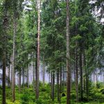 Uprava za gazdovanje šumama: Nema privilegovanih