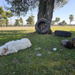 Gume koje traju decenijama: Crna Gora između ekološke nebrige i prvih koraka ka rješenju