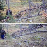 CZIP podnio krivičnu prijavu zbog sumnje na nezakonit lov u NP Durmitor