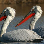 Postavljena nova platforma za gniježđenje pelikana u NP Skadarsko jezero