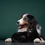 Podgorica dobija policajce za životinje: Šta donosi nova odluka o držanju ljubimaca na teritoriji Glavnog grada