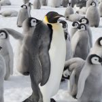 Naučnici upozoravaju da ponestaje vremena