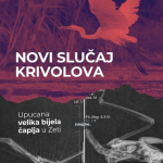 Novi slučaj krivolova u Zeti: Velika bijela čaplja upucana, počinilac nepoznat
